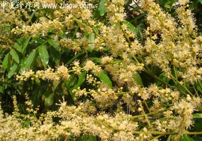 【中医诊疗网】：龙眼梭