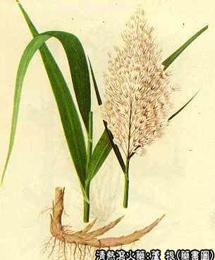 芦根的中药书图