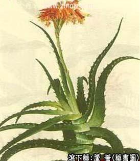 芦荟的中药书图
