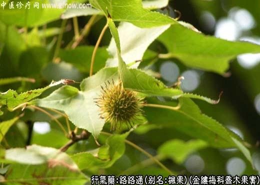 中草药名称：路路通