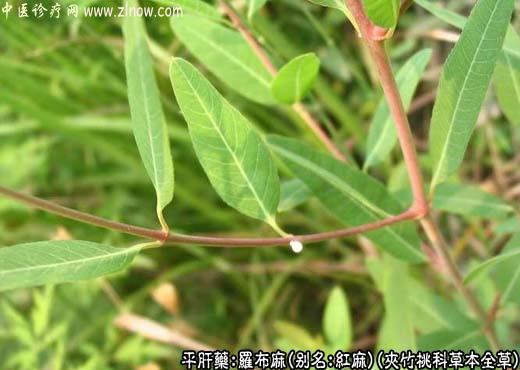 【中医诊疗网】:罗布麻