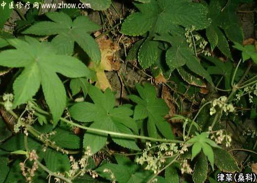 【中医诊疗网】:葎草