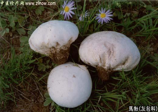 【中医诊疗网】：马勃