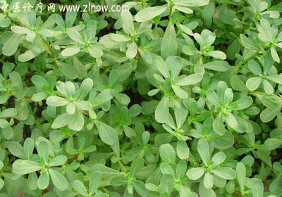 【中医诊疗网】:瓜子菜