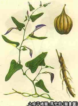 马兜铃的中药书图