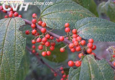 【中医诊疗网】：麻骨头