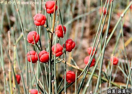 【中医诊疗网】:麻黄