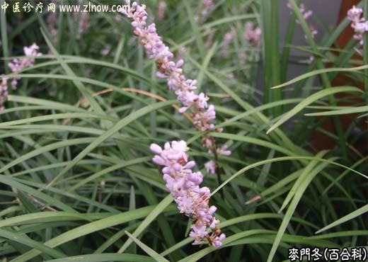 【中医诊疗网】:麦门冬