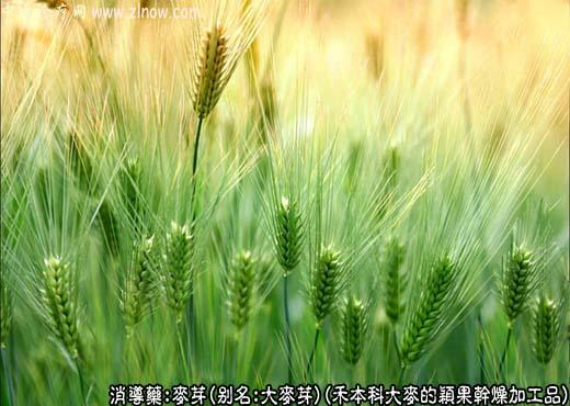 麦芽图片