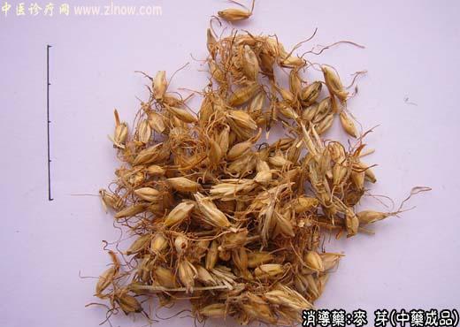 麦芽的中药成品图片