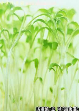 麦芽的中药书图