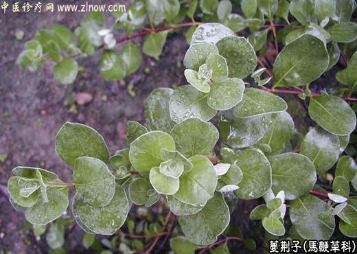 【中医诊疗网】：蔓荆子