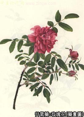 玫瑰花的中药书图