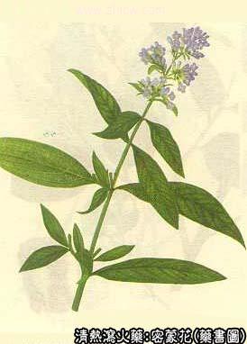 密蒙花的中药书图