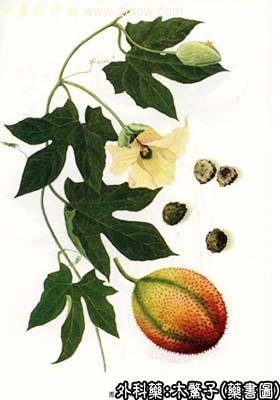 木鳖子的中药书图