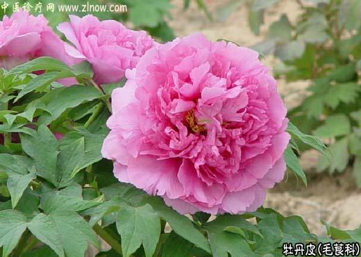 【中医诊疗网】：牡丹皮