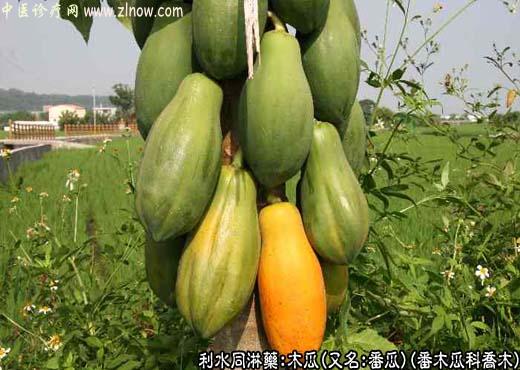 【中医诊疗网】：木瓜