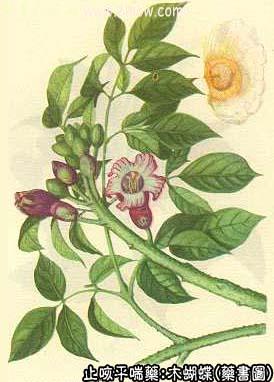 木蝴蝶的中药书图