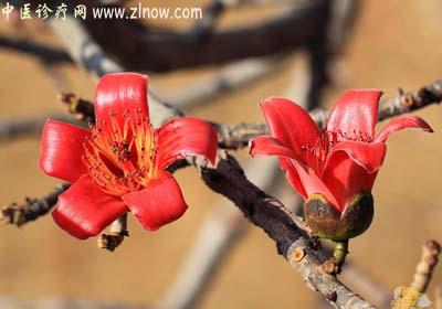 【中医诊疗网】：木棉花