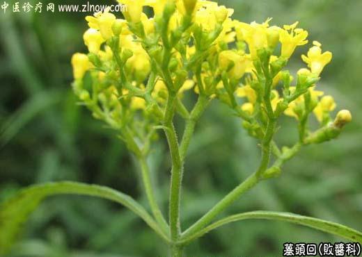 【中医诊疗网】：墓头回