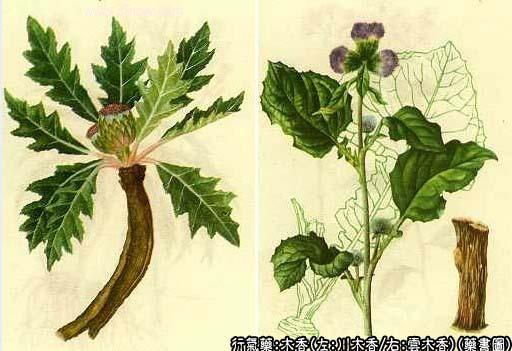 木香的中药书图