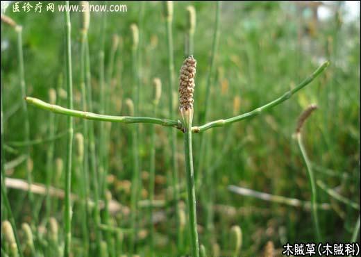 【中医诊疗网】:木贼草