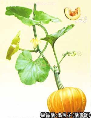 南瓜子的中药书图
