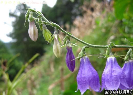 【中医诊疗网】:南沙参