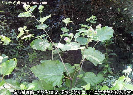 牛蒡子图片