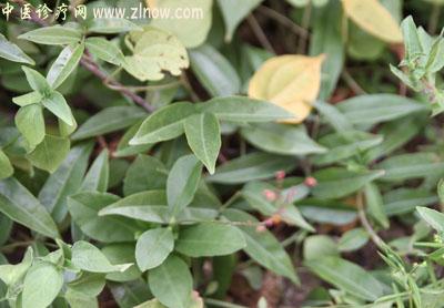 【中医诊疗网】:牛大力