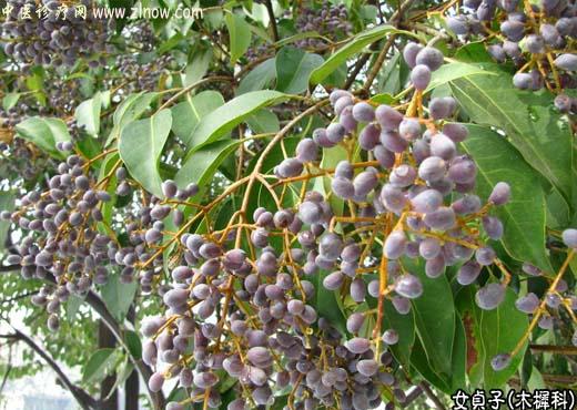 【中医诊疗网】:女贞子