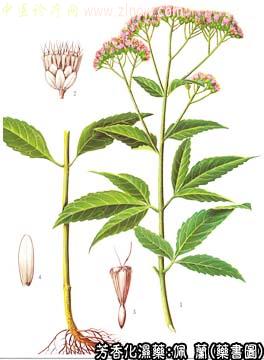 佩兰的中药书图