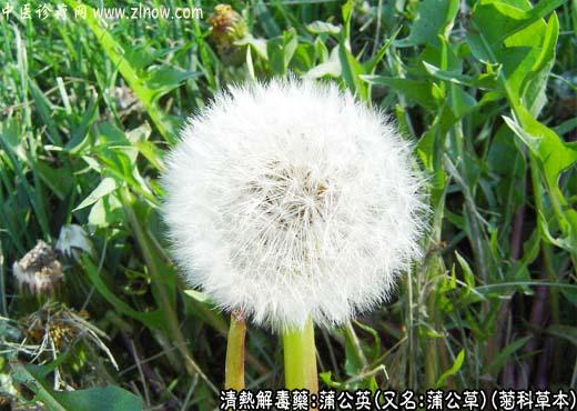 【中医诊疗网】:蒲公英