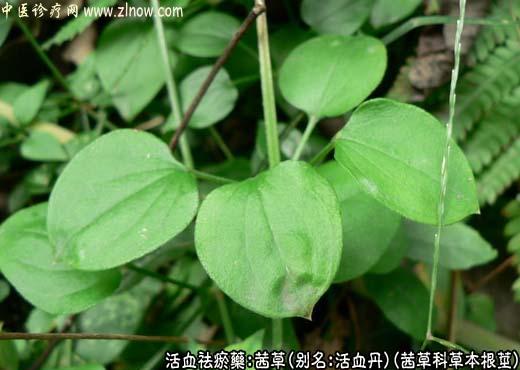 【中医诊疗网】：茜草