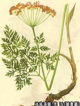 羌活的中药书图