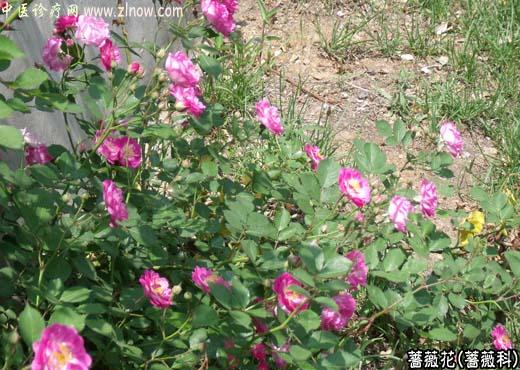 【中医诊疗网】：蔷薇花
