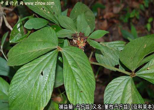 【中医诊疗网】：千斤拔