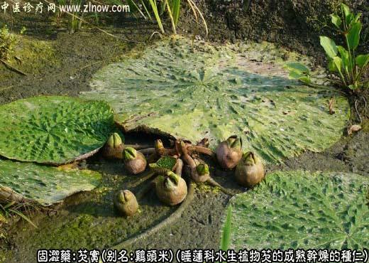 芡实图片