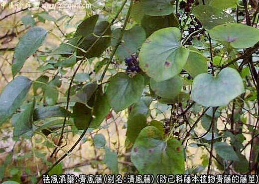 青风藤图片