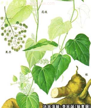 青风藤的中药书图