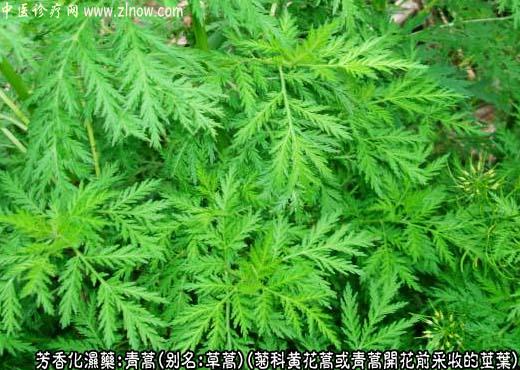 青蒿图片