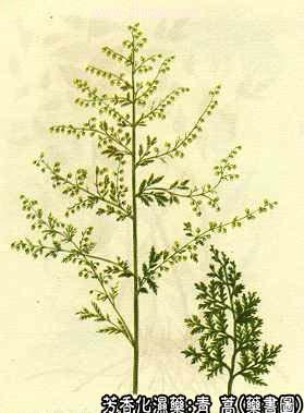 青蒿的中药书图