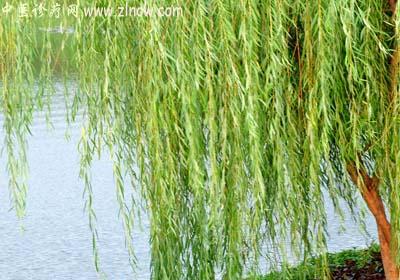 【中医诊疗网】：清明柳