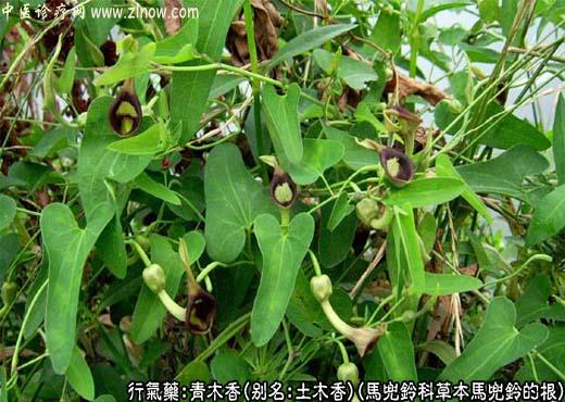 中草药名称：青木香