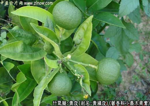 中草药名称：青皮