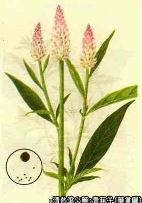 青葙子的中药书图