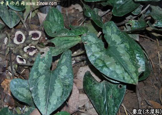 【中医诊疗网】：秦皮