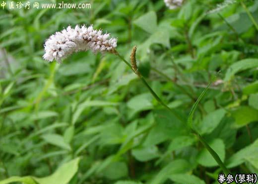 【中医诊疗网】:拳参