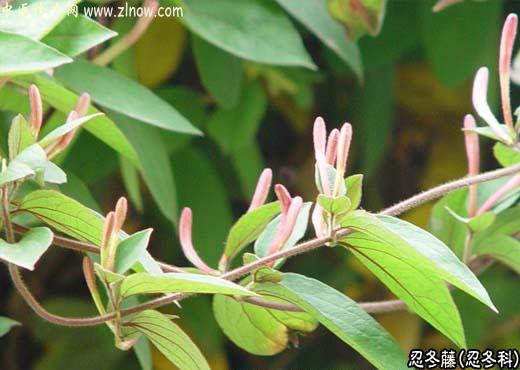 【中医诊疗网】：忍冬藤