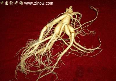 【中医诊疗网】:人参